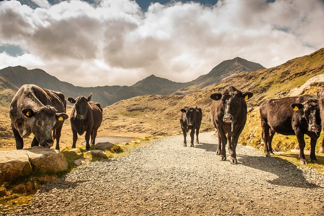 5-Day Discover Wales Small-Group Tour from London - Day 2: Snowdonia-Eryri village stops, Gelert’s grave, and Harlech Castle above the sea