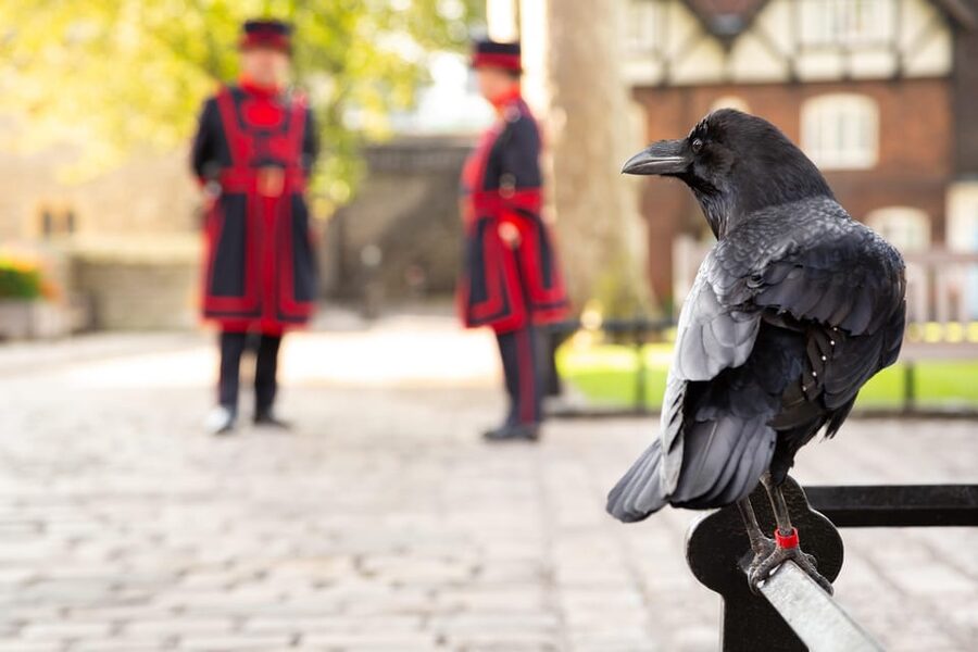 Exclusive Beefeater Meet & Greet at the Tower of London - The restricted-area meet-and-greet outside the King’s House
