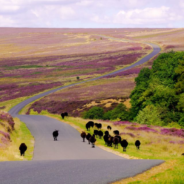From London: The North York Moors with Steam Train to Whitby - Whitby with guided recommendations and about 2 hours of free time