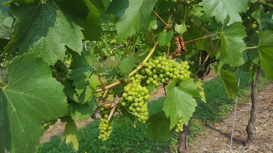 London: Full-Day English Wine Tour with Lunch - Who this English wine tour is perfect for