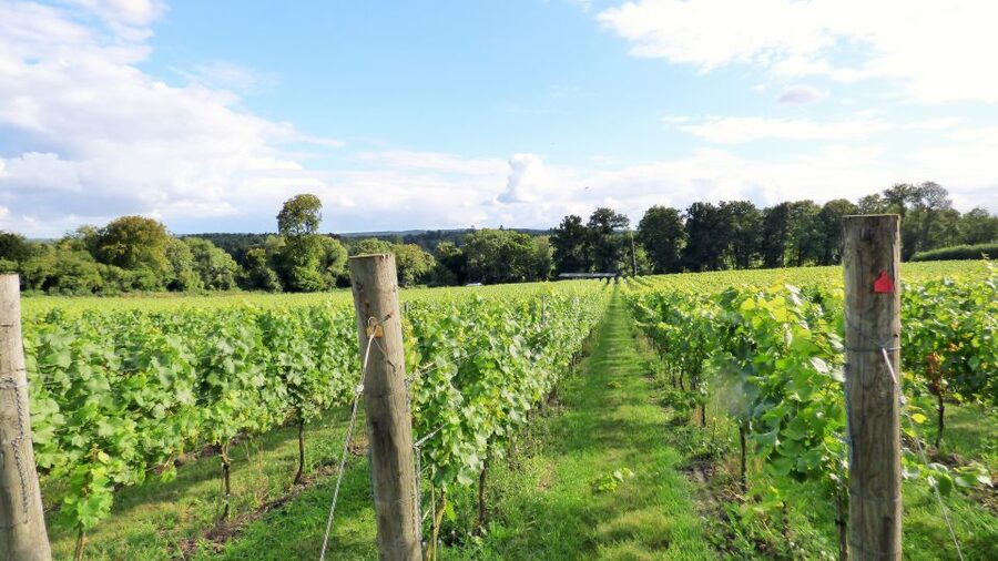 London: Full-Day English Wine Tour with Lunch - Getting picked up near London Bridge, and what to bring