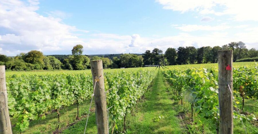 London: Full-Day English Wine Tour with Lunch - Vineyard stop one, stretching legs and starting with sparkling fizz