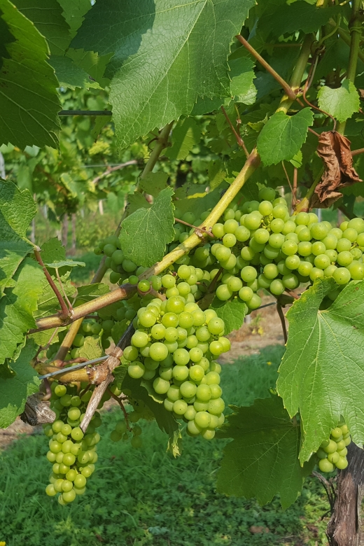 London: Full-Day English Wine Tour with Lunch - The mini-bus ride out of London: the start of the story