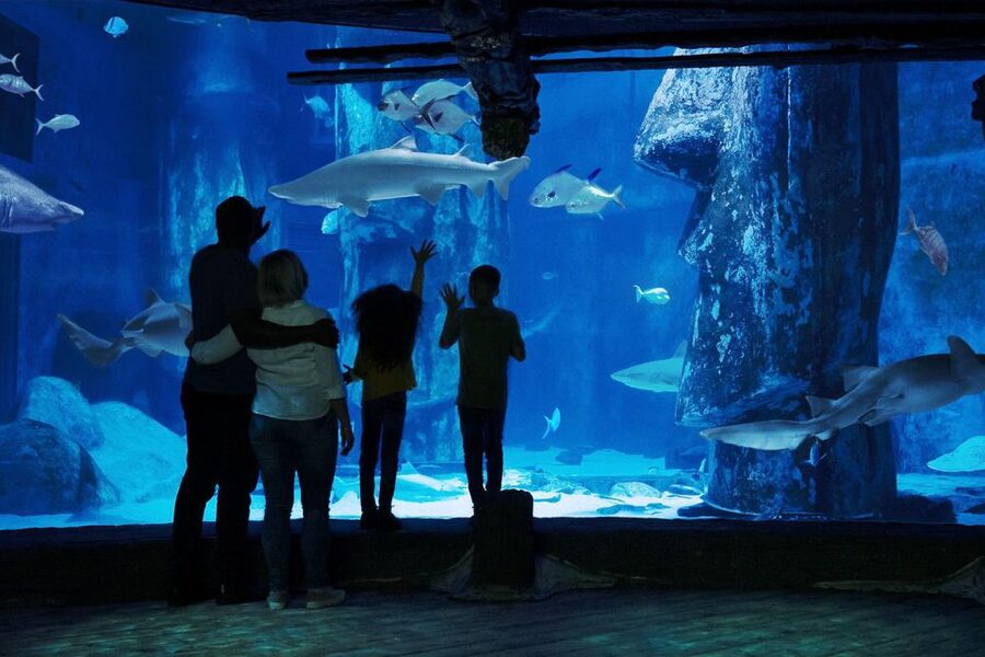 London: Madame Tussauds, London Eye & SEA LIFE Combo Ticket - SEA LIFE London After the Sky: 14 Themed Zones Over 3 Floors