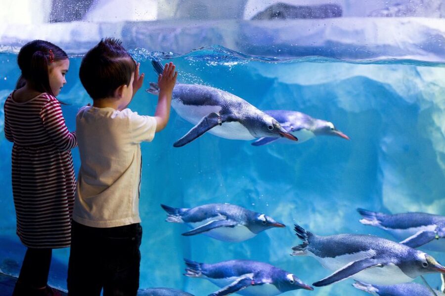 London: Madame Tussauds, London Eye & SEA LIFE Combo Ticket - Timing Games, Queues, and a Low-Stress Itinerary Plan