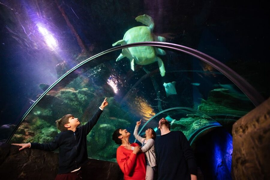 London: Madame Tussauds, London Eye & SEA LIFE Combo Ticket - Madame Tussauds Time Slot: Red Carpet Arrival and What to Focus On