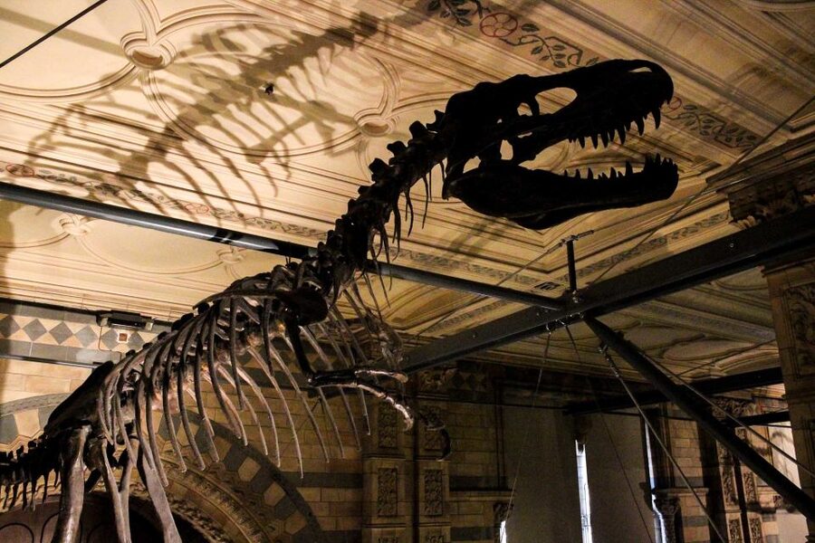 London: Natural History Museum Guided Tour - How the Guides Shape the Whole Experience