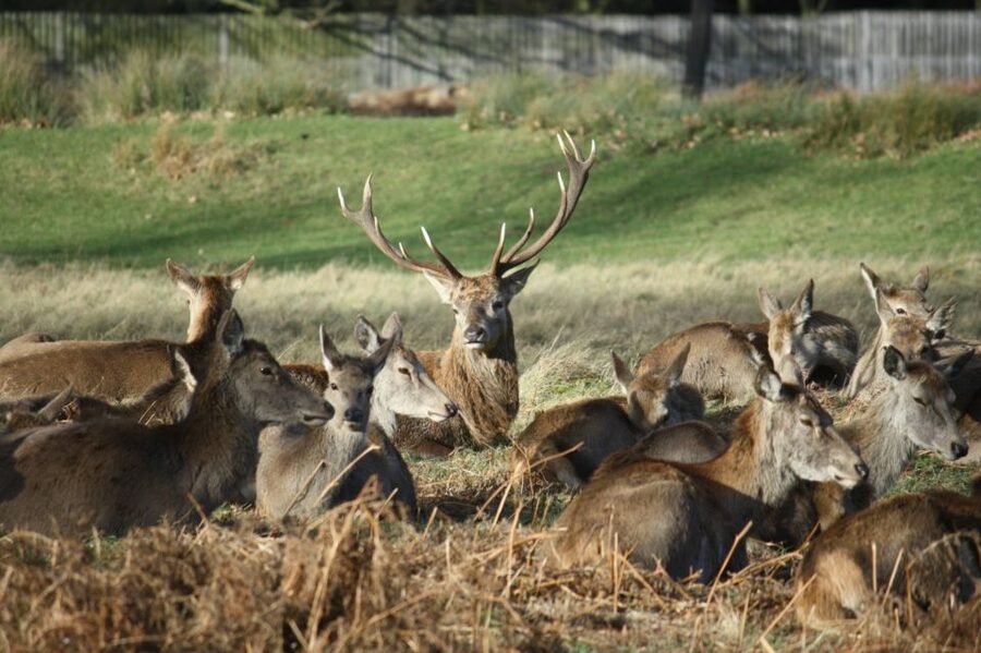London: Royal Deer Park Bike Tour - King Henry VII-era Richmond Palace and Ham House stops