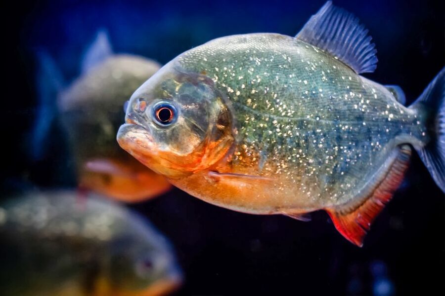 London: SEA LIFE Entry Ticket - Key Highlights You Will Actually Feel