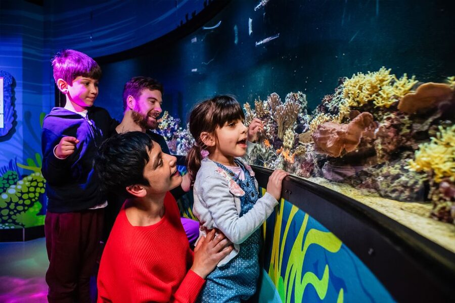 London: SEA LIFE Entry Ticket - How Long to Plan, and How to See It Without Feeling Rushed
