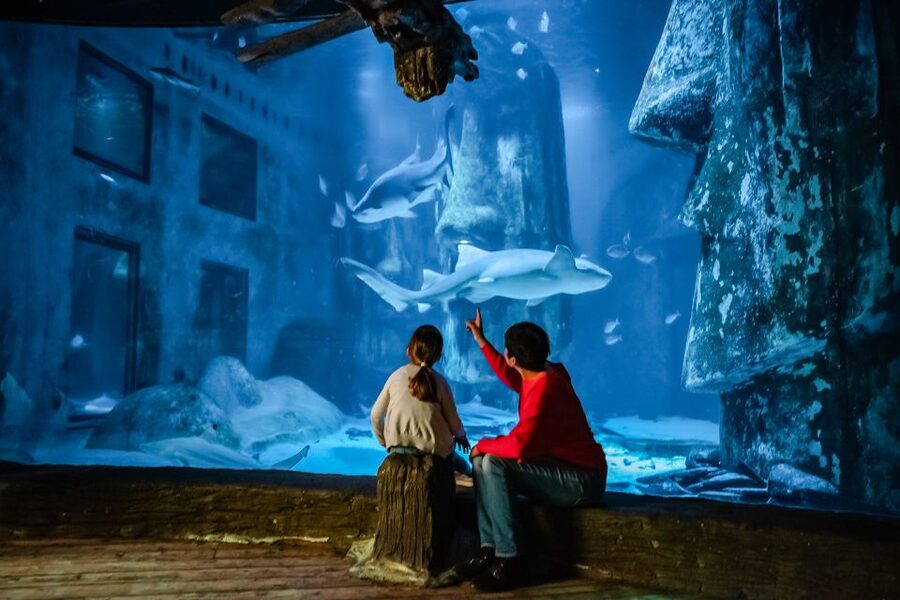 London: SEA LIFE Entry Ticket - Why SEA LIFE London Makes Sense for a City Day