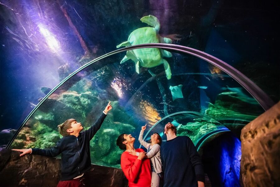 London: SEA LIFE Entry Ticket - Tropical Ocean: Fish Schools and Close-Ups You Can Actually Enjoy