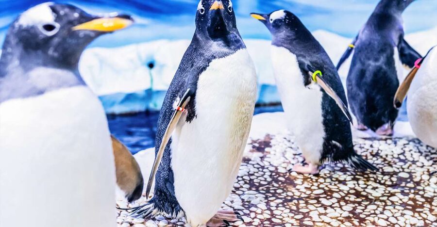 London: SEA LIFE Entry Ticket - Rainforest Adventure With Ranger Andy: Creatures That Add Variety