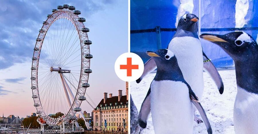 London: SEA LIFE & London Eye Combo Ticket - Timing, Entrances, and How to Avoid Stress