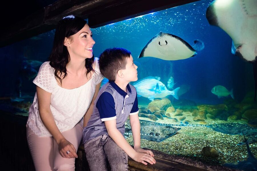 London: SEA LIFE & London Eye Combo Ticket - Quick Tips to Make Your Day Go Smoothly