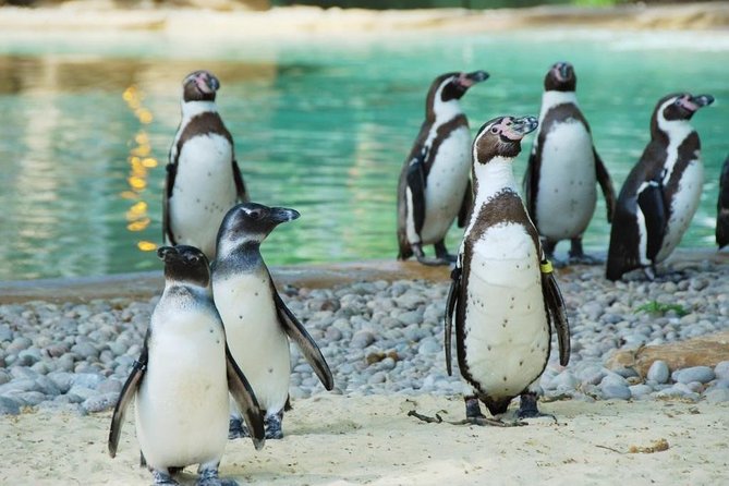 London Zoo: Entry Ticket - Key points for your London Zoo day