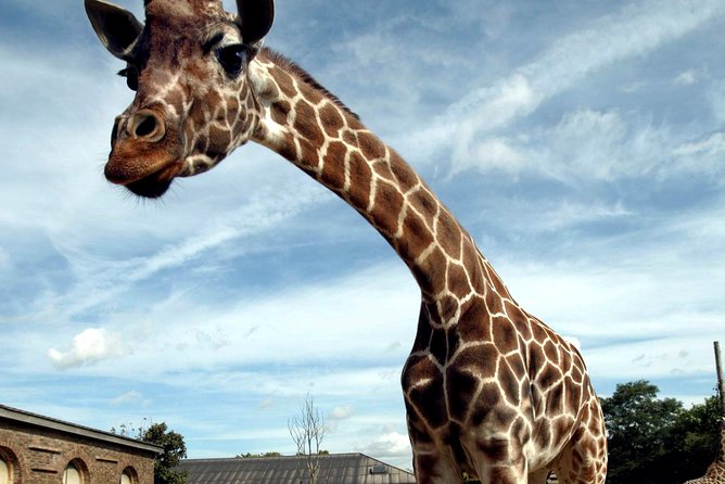 London Zoo: Entry Ticket - London Zoo entry ticket: what you are really buying for $41