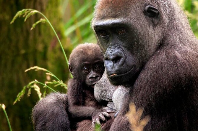 London Zoo: Entry Ticket - Tiger Territory plus Tiny Giants and the 2021 exhibit upgrades