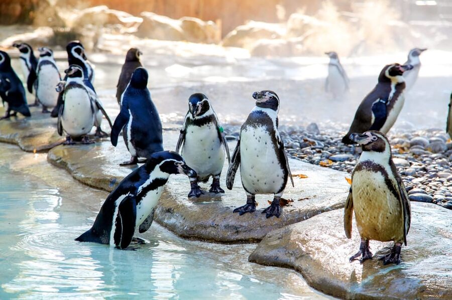 London Zoo: Entry Ticket - How long should you plan for at London Zoo?
