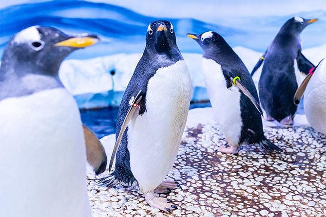 SEA LIFE London Aquarium Admission Ticket - Rainforest Adventure: 360-degree viewing for the creepy-crawly types