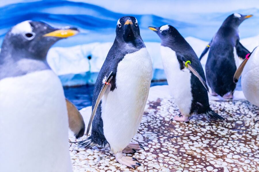 SEA LIFE London & DreamWorks Shrek's Adventure: Combo Ticket - Key Points to Know Before You Go