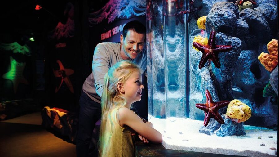 SEA LIFE London & DreamWorks Shrek's Adventure: Combo Ticket - DreamWorks Shrek’s Adventure: The 4D Flying Bus and Story Scenes
