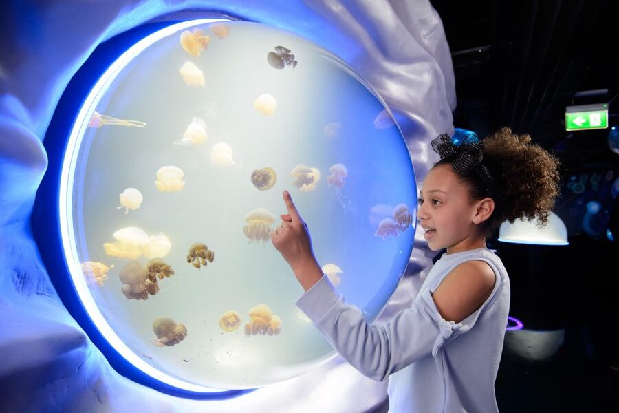 SEA LIFE London & DreamWorks Shrek's Adventure: Combo Ticket - Timing and Your 90-Day Plan: How to Coordinate SEA LIFE and Shrek