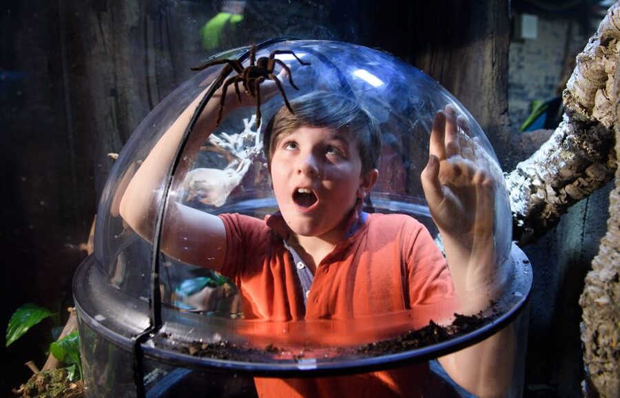 SEA LIFE London & DreamWorks Shrek's Adventure: Combo Ticket - Price, Cashless Entry, and What to Bring