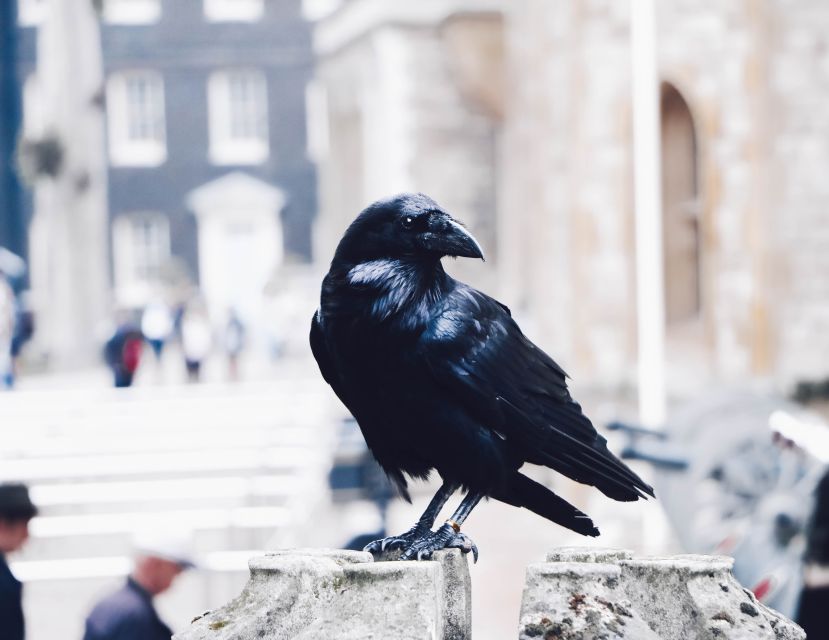 Tower of London Private Tour - The ravens of the Tower: why they matter here