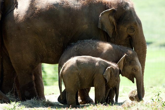 Whipsnade Zoo Entry Ticket - Key highlights that matter