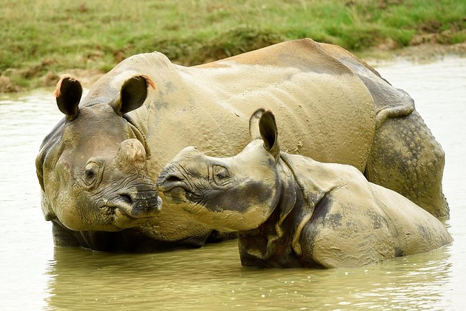 Whipsnade Zoo Entry Ticket - Choosing your arrival time at Whipsnade Zoo (and why it changes your day)
