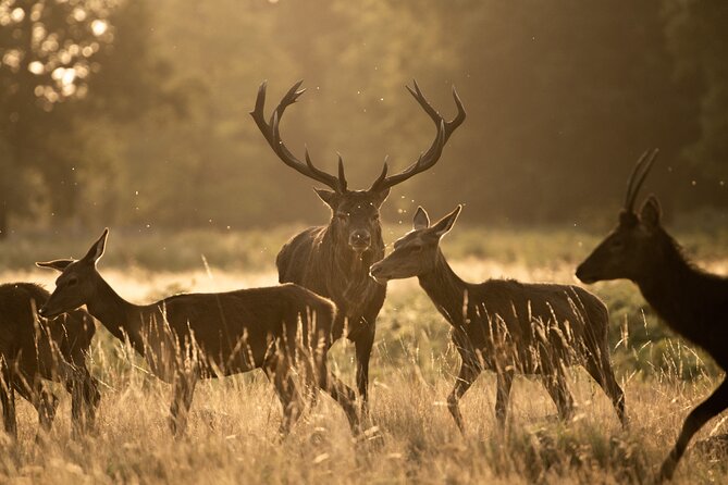 Wildlife Photography Workshop in Richmond Park in London - Key Takeaways Before You Go