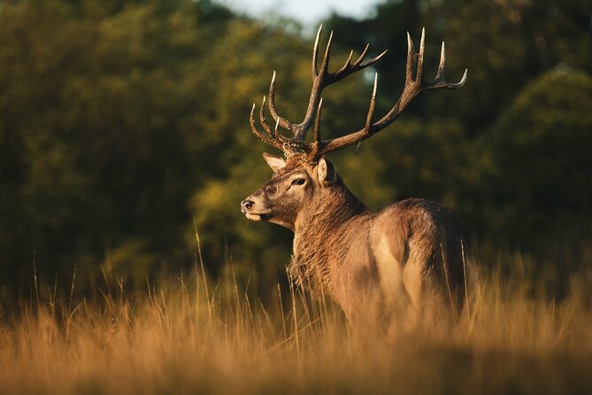 Wildlife Photography Workshop in Richmond Park in London - Richmond Park Wildlife Photography, Without Leaving London