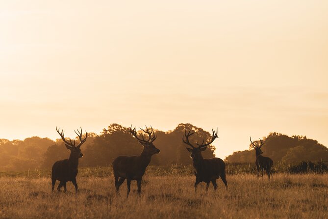 Wildlife Photography Workshop in Richmond Park in London - The Richmond Park Shoot: Red and Fallow Deer Plus Real Backdrops