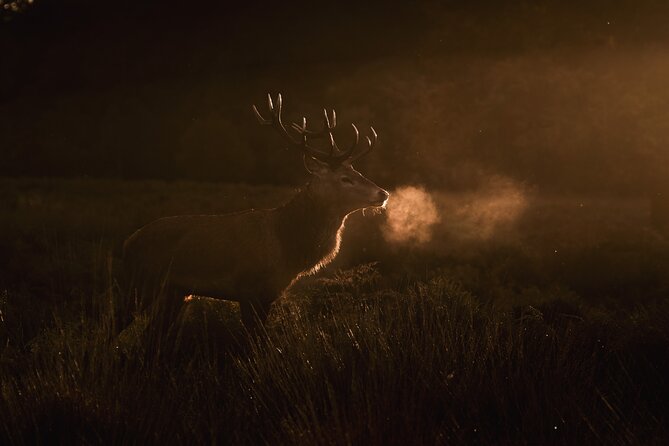 Wildlife Photography Workshop in Richmond Park in London - Evening Light and Framing: Why This Timing Helps Your Photos