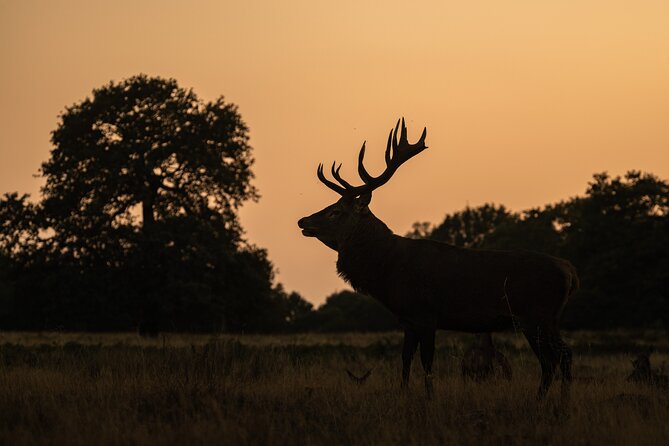 Wildlife Photography Workshop in Richmond Park in London - How the Half-Day Schedule Works at Richmond Park