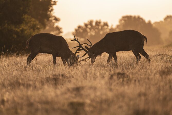 Wildlife Photography Workshop in Richmond Park in London - Price and Value: Is $161.56 Worth It?