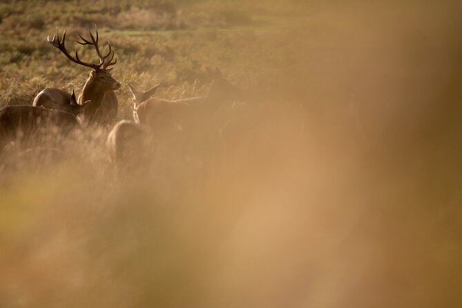 Wildlife Photography Workshop in Richmond Park in London - Who Should Book This Wildlife Photo Workshop