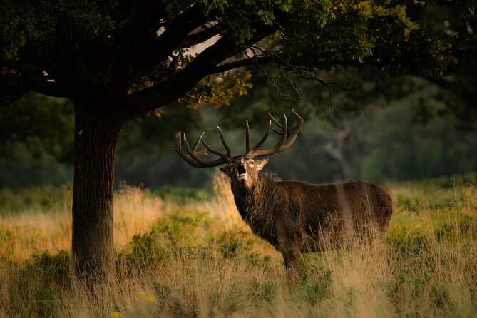 Wildlife Photography Workshop in Richmond Park in London - What You Actually Learn: Settings, Composition, and a Wildlife Mindset